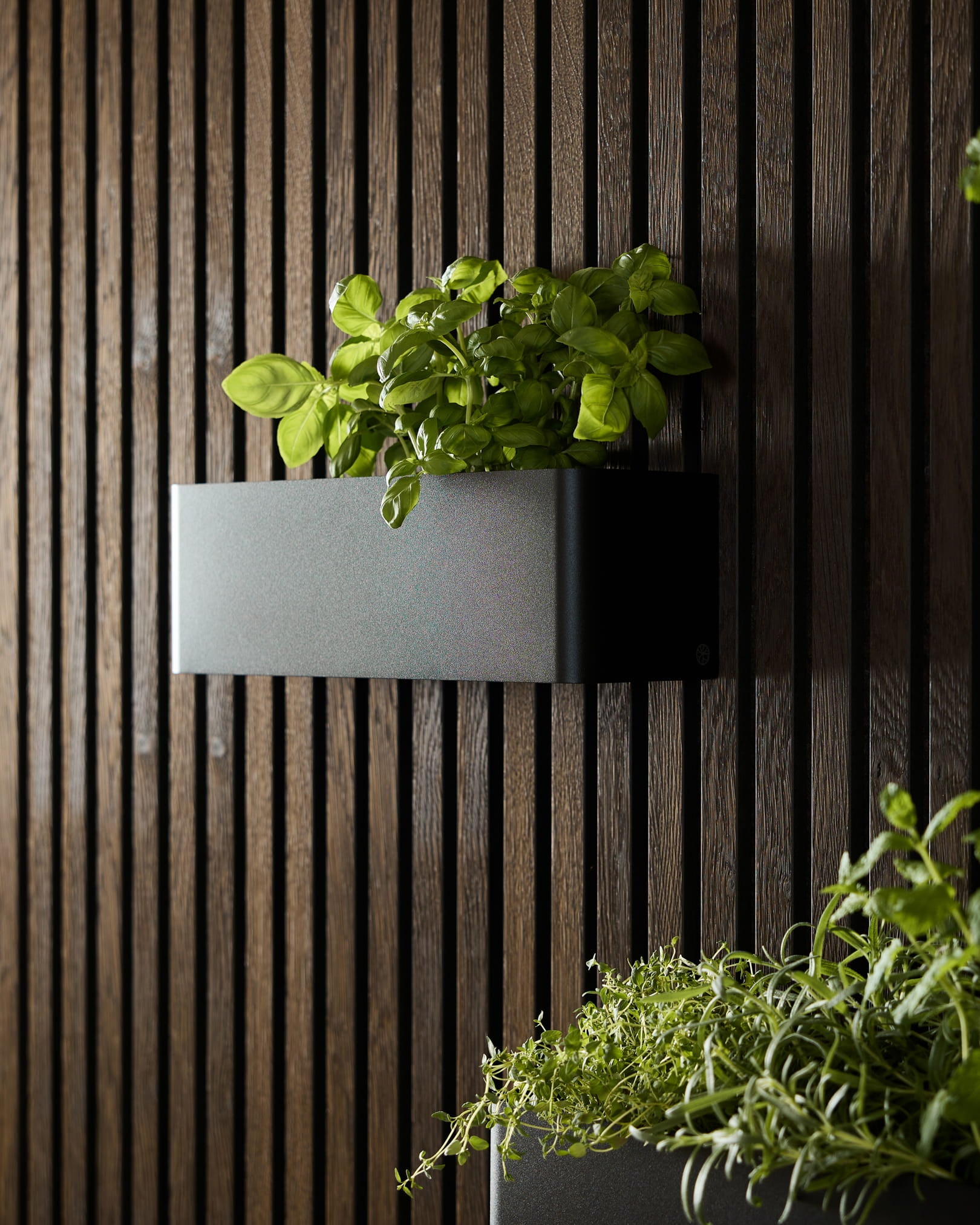 A black WoodUpp Norr Plant Box (35.9 cm) with green basil placed on a dark acoustic slatwall panel, beside another planter with leafy greens.
