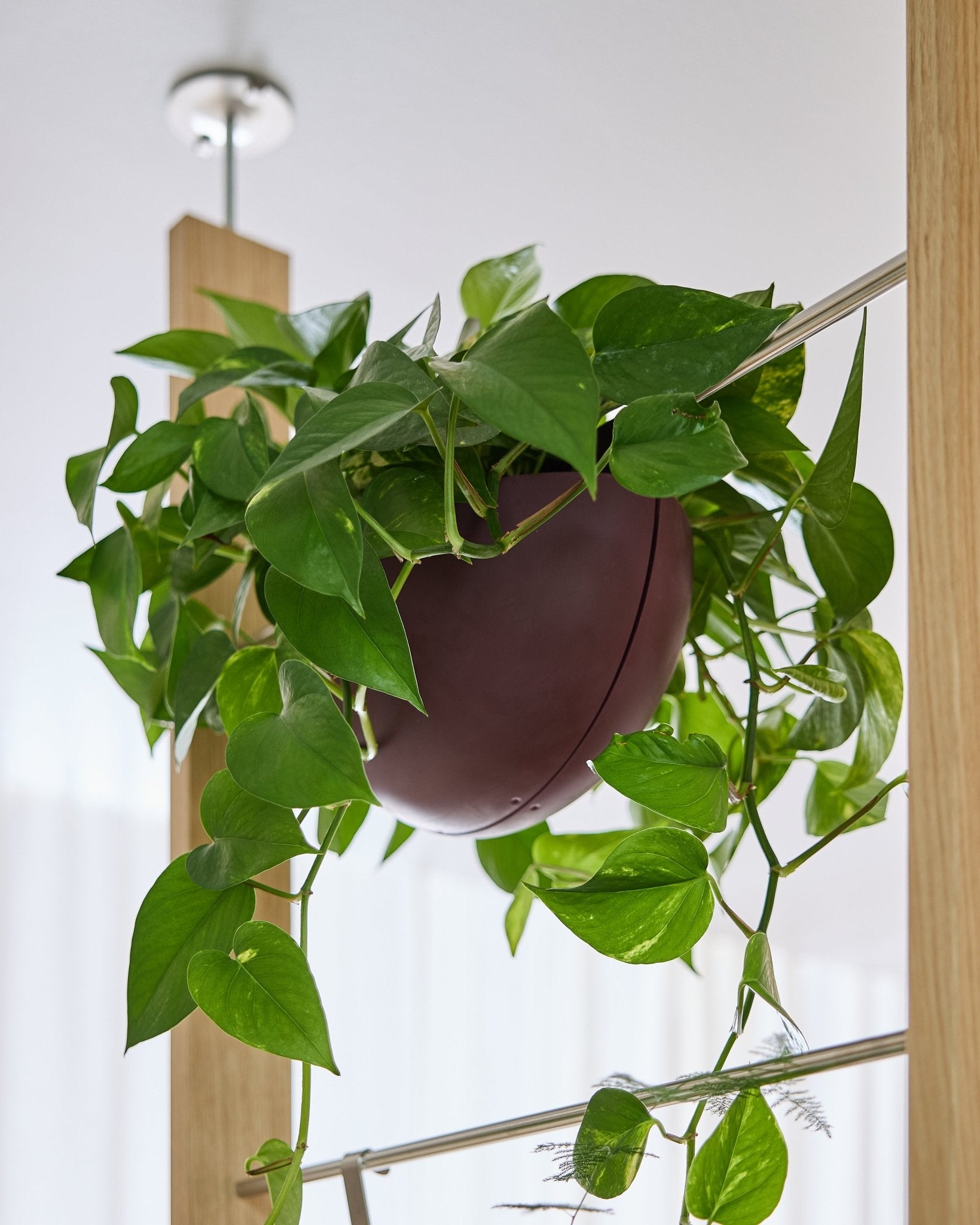 A pothos grows in a Gro Soft Pocket BM2 Ox Red (4l) from WoodUpp, hanging indoors on an acoustic panel with vines cascading down.